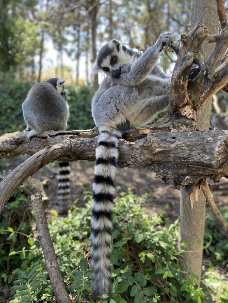 Vertical shot of cute ring-tailed lemurs playing on a tree in a park