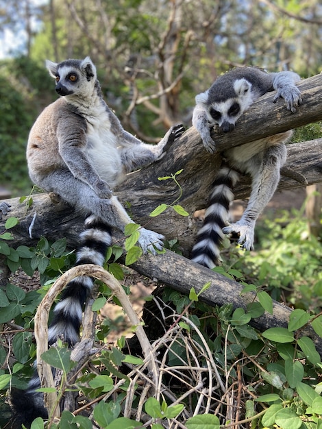 Foto gratuita colpo verticale di simpatici lemuri dalla coda ad anelli che giocano su un albero in un parco
