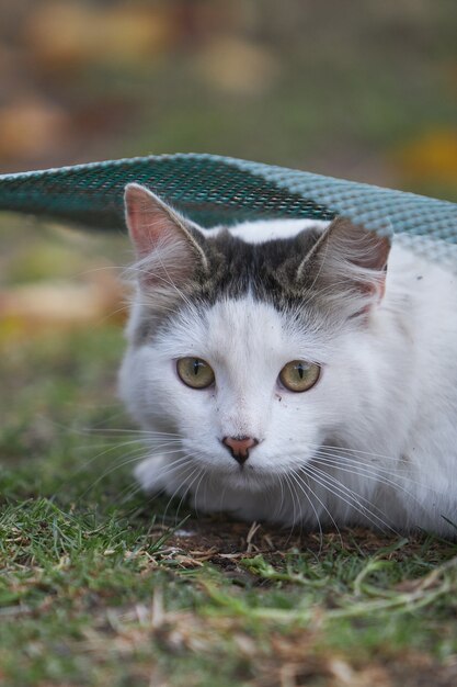 Vertical shot of a cute white cat lying on the ground at daylight with a blurry surface