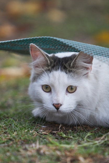 Vertical shot of a cute white cat lying on the ground at daylight with a blurry surface