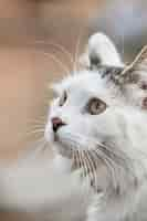 Free photo vertical shot of a cute white cat under the sunlight