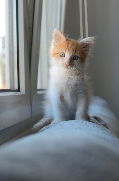 Вертикальный снимок симпатичного бело-оранжевого домашнего котенка, сидящего у окна