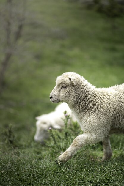 Vertical shot of a cute white sheep on the green grass