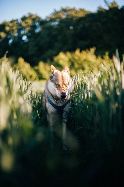 日中の背の高い草のあるフィールドでのチェコスロバキアのオオカミ犬の垂直ショット