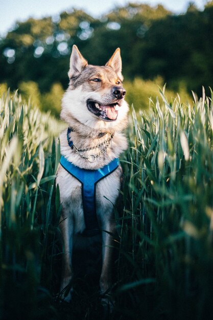 日中の背の高い草のあるフィールドでのチェコスロバキアのオオカミ犬の垂直ショット