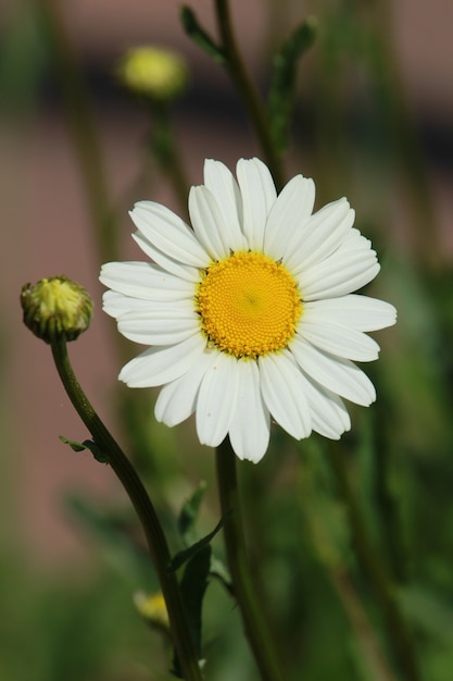 Vertical shot of a daisy with a blurred