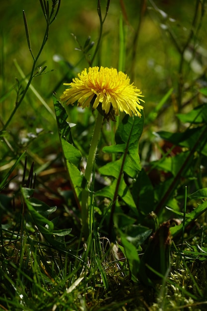Vertical shot of a Dandelion in the natural environment