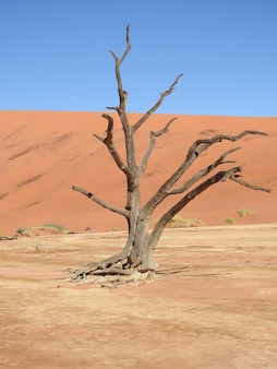 Vertical shot of a dead tree in a desert in deadvlei, namibia, africa