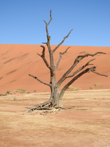 아프리카 나미비아 데드블레이 사막에 있는 죽은 나무의 세로 샷