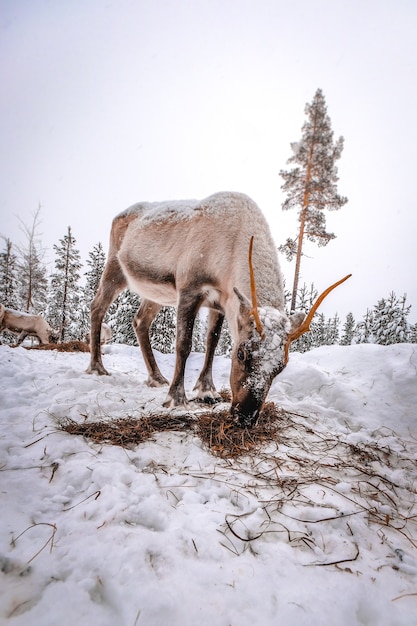 Vertical shot of a deer in the snowy forest in winter