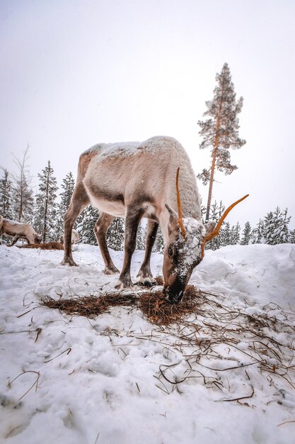 Vertical shot of a deer in the snowy forest in winter