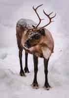 Free photo vertical shot of a deer in the snowy forest in winter