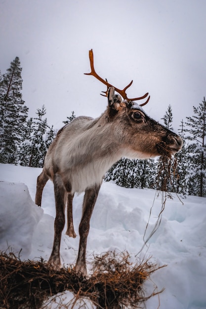 冬の雪に覆われた森の鹿の垂直ショット