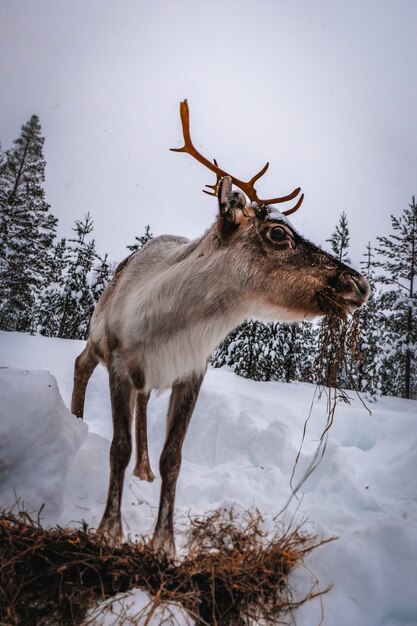 冬の雪に覆われた森の鹿の垂直ショット
