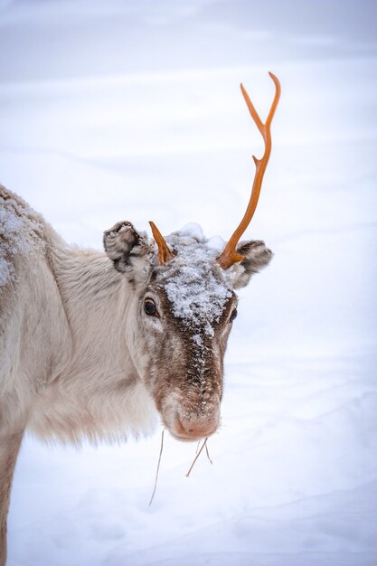 Vertical shot of a deer with one horn and a snowy background