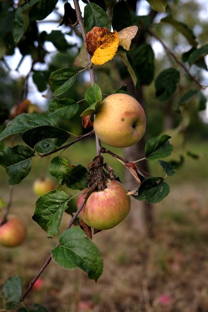 Вертикальный снимок вкусных яблок на дереве в саду при дневном свете