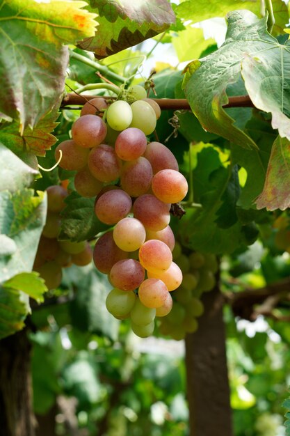 Vertical shot of delicious grapes