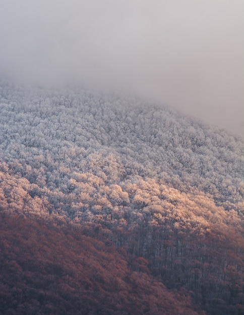 조밀 한 산과 안개가 자욱한 하늘의 세로 샷