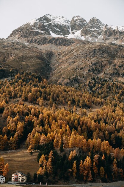 Вертикальный снимок покрытой густым лесом заснеженной горы, покрытой яркой осенней листвой