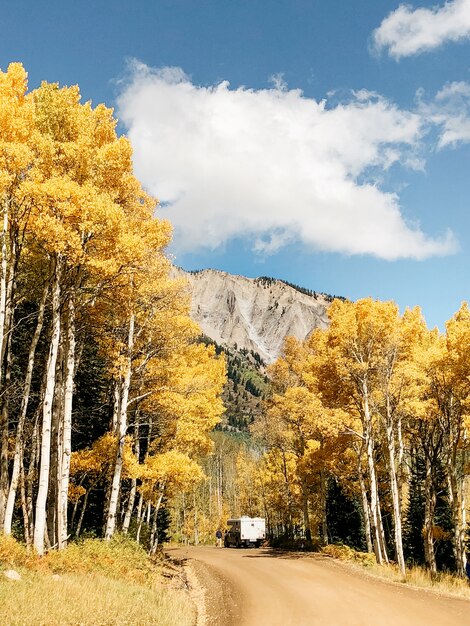 Vertical shot of a dirt road in the middle of yellow leafed trees under a cloudy sky at daytime