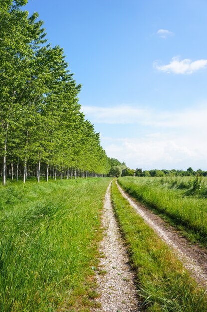 Vertical shot of a dirt road with trees and grass field on the sides