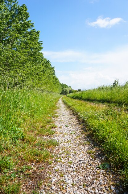 Vertical shot of a dirt road with trees and grass field on the sides