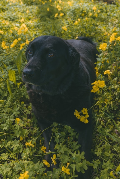 Vertical shot of a dog laying on the ground surrounded by yellow flowers