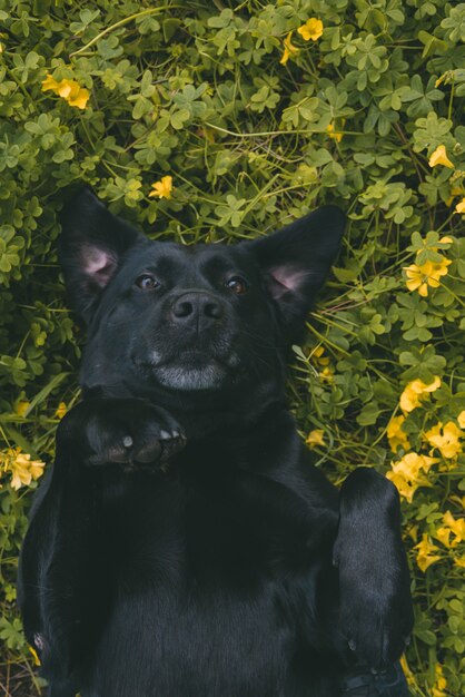 Vertical shot of a dog laying on its back on a grassy field