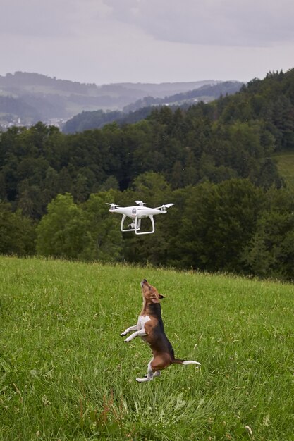 飛んでいるドローンに到達するためにジャンプする牧草地の犬の垂直ショット