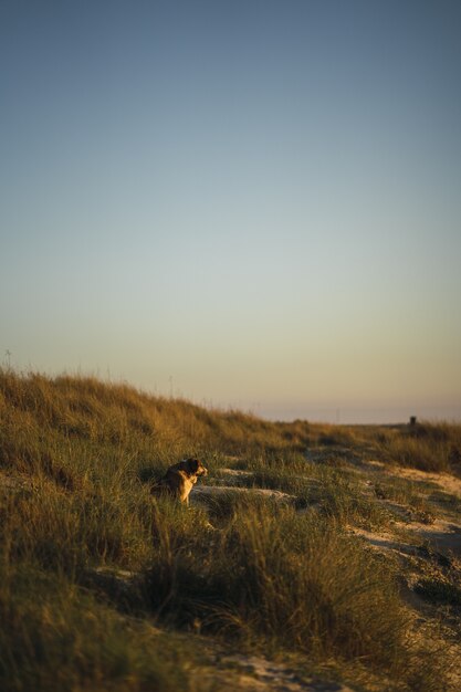 Vertical shot of a dog resting in the grass by the coast