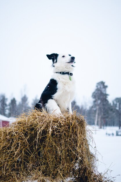 Vertical shot of a dog sitting on a block of hay in the north of Sweden