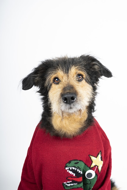 Vertical shot of a dog wearing Christmas themed clothes