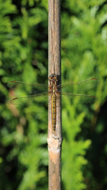 Vertical shot of a dragonfly on a tree branch under the sunlight with a blurry