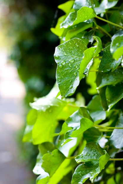 Vertical shot of droplets of water on green leaves