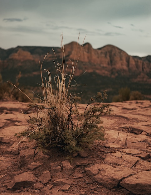 Free photo vertical shot of a dry bush growing on the dry ground