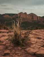 Free photo vertical shot of a dry bush growing on the dry ground