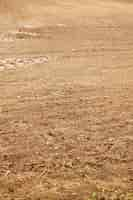 Free photo vertical shot of the dry grass growing on soil