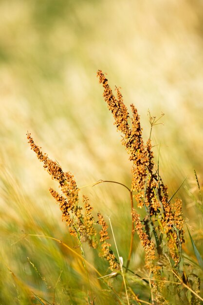 Vertical shot of dry meadow grasses