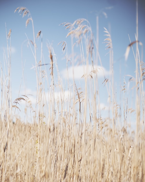 Vertical shot of dry reeds in a dry grassy field