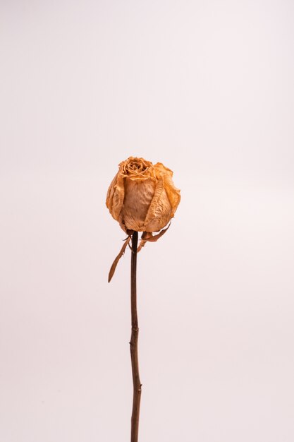 Vertical shot of a dry white rose without leaves isolated on a light-colored background