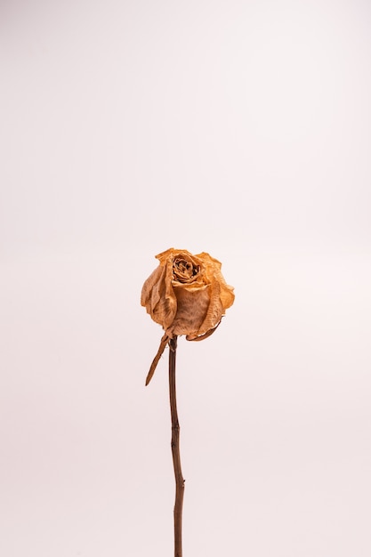 Vertical shot of a dry white rose without leaves isolated on a light-colored background