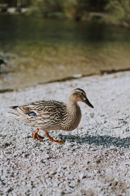 Vertical shot of a duckling walking on the sand near a river