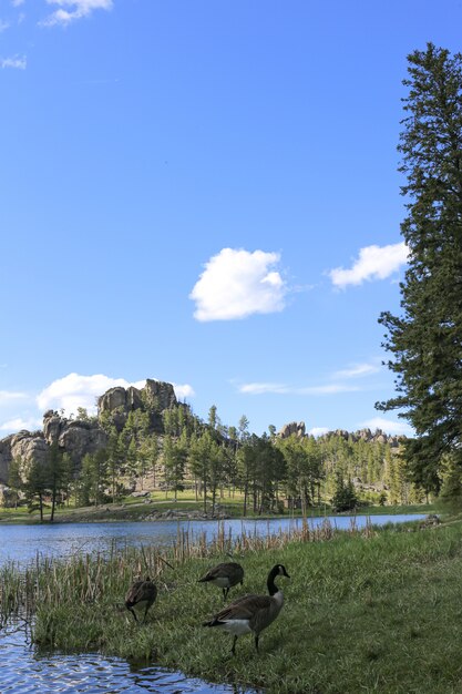 Vertical shot of ducks standing on grass near the water with a mountain in the distance