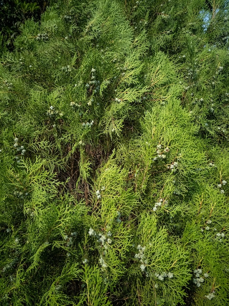 Vertical shot of Eastern red cedar on a sunny day