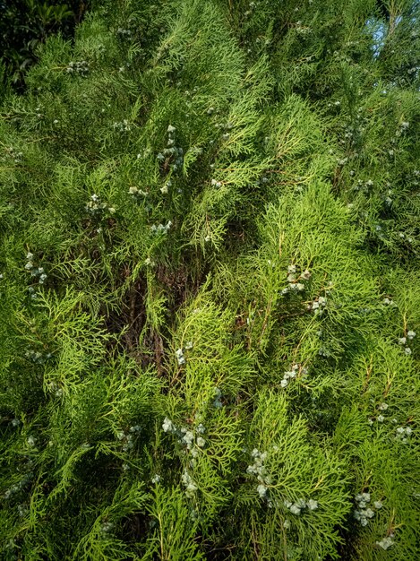 Vertical shot of Eastern red cedar on a sunny day