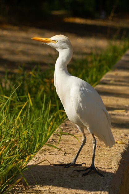 Vertical shot of an egret walking around on a sunny day