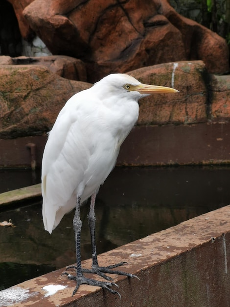 Free photo vertical shot of an egyptian heron