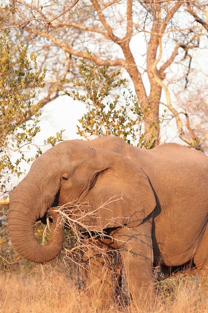 Foto gratuita ripresa verticale di un elefante che mangia erba in un prato sotto la luce del sole