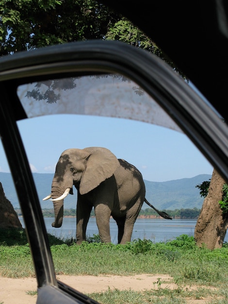 Vertical shot of an elephant on an opened car door foreground in Mana Pools National Park, Zimbabwe