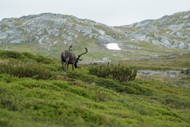 Vertical shot of an elk grazing on a mountain landscape